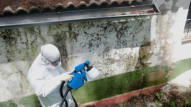 Top rated local Attic Mold Remediation specialists in Groveland, FL